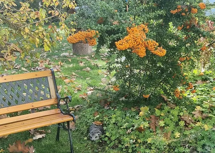 Appartement Gemuetliche Gartenwohnung Ideal Mit Hund Wolfsburg